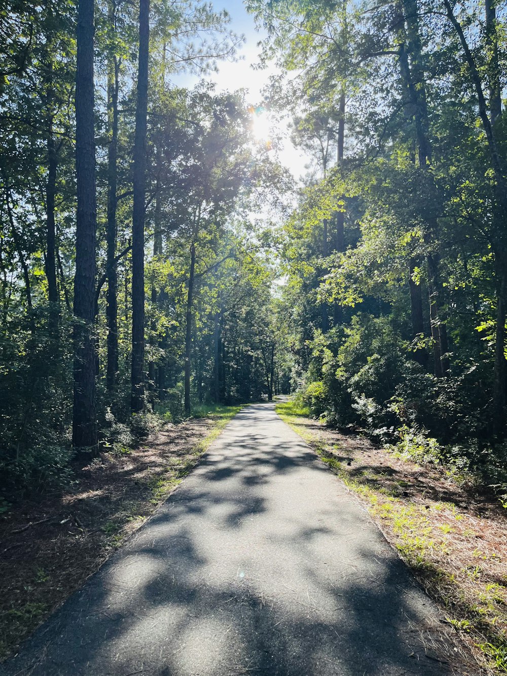 a dirt road in a forest