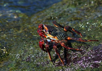 a lobster on a rock