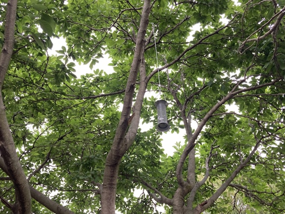 A vibrant bird feeder hanging from a tree.