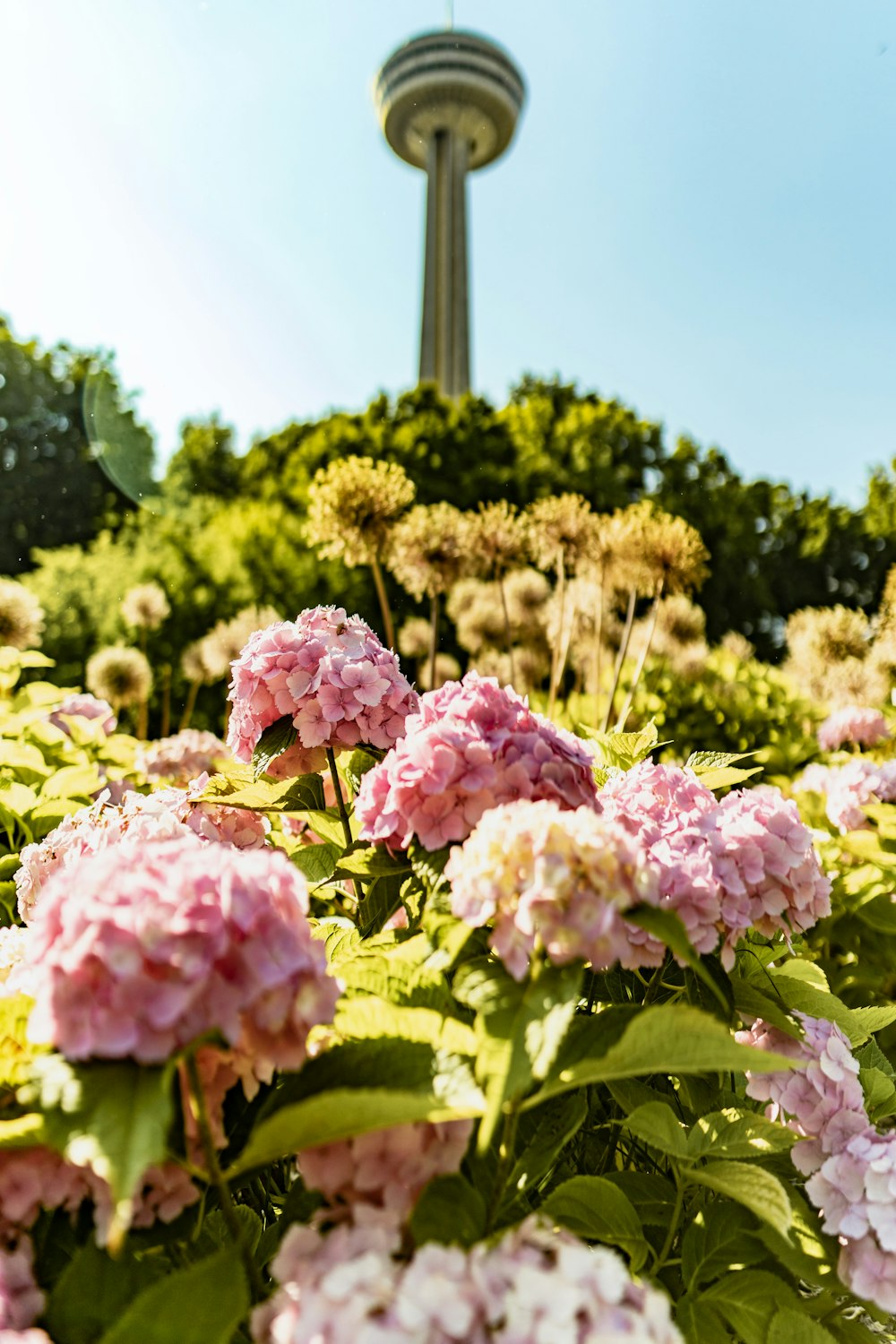 a garden of flowers