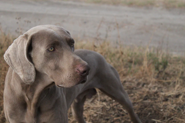 A majestic Weimaraner standing alert on a rocky hillside at dawn.