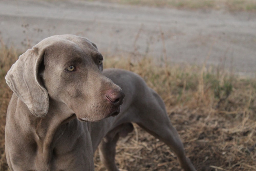 a dog with its head in its mouth