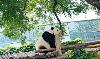 a panda bear sitting on a tree branch