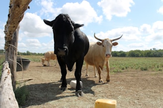 a group of cows stand in a dirt field