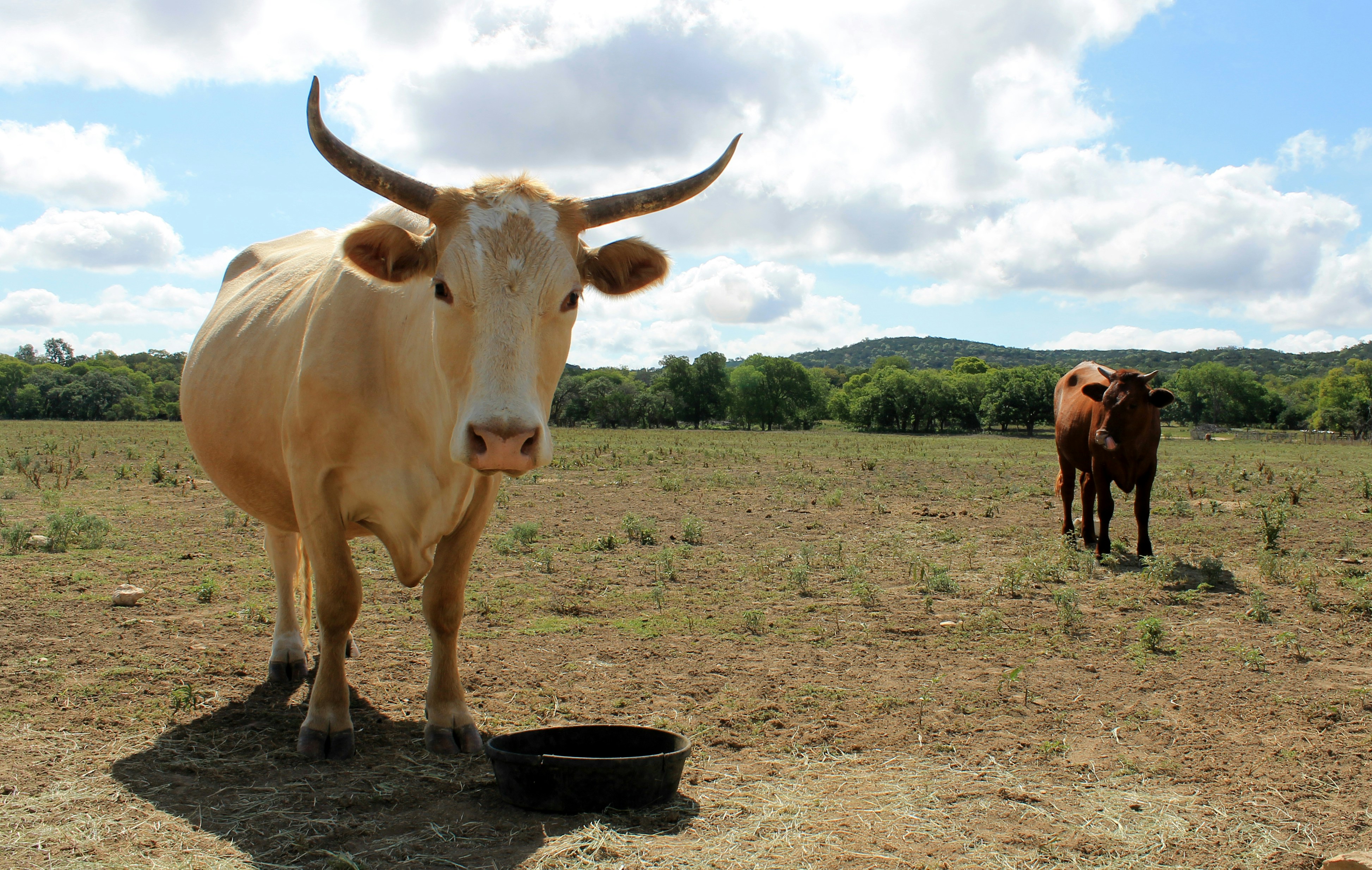 Cows grazing in field