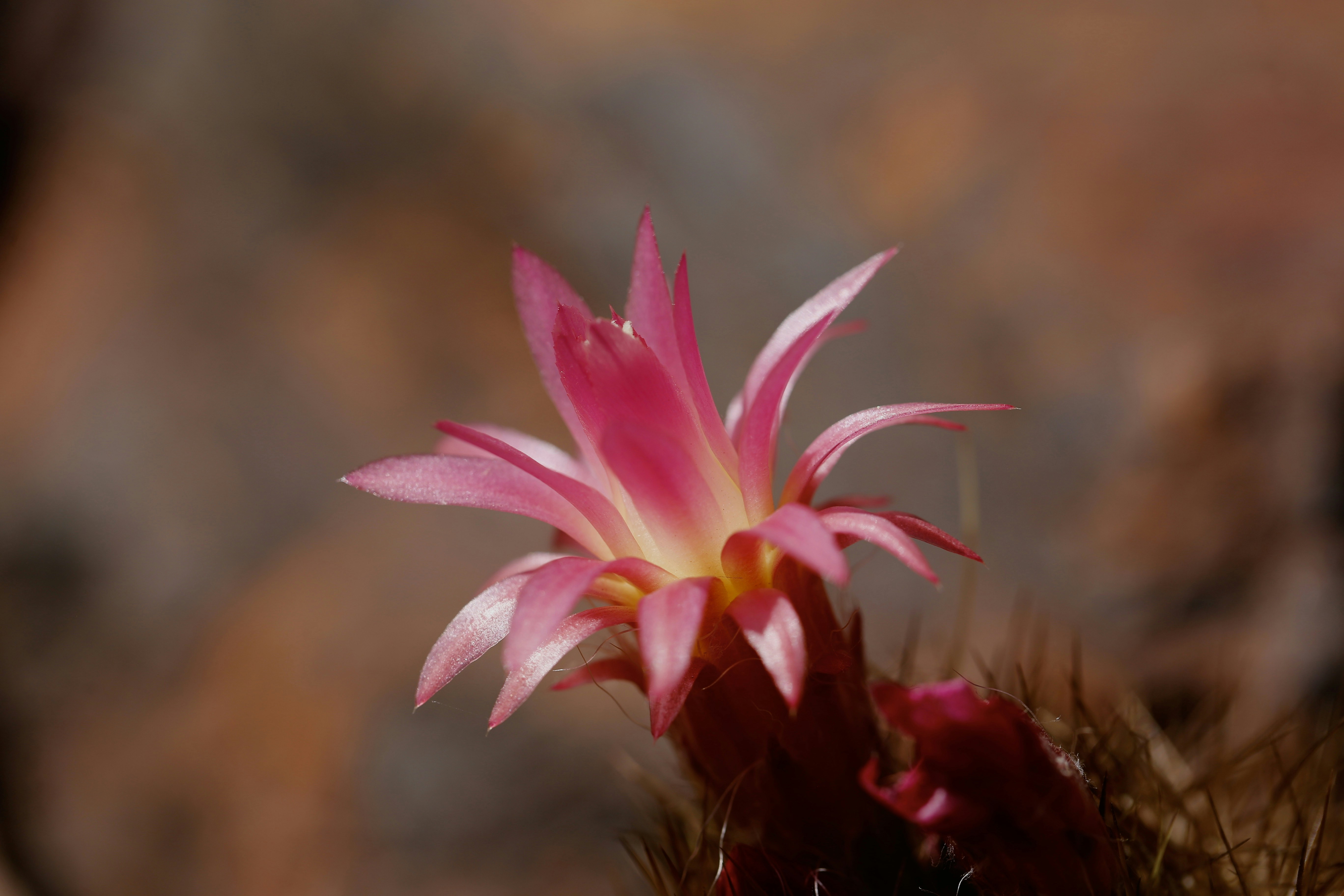 Ein kleiner Kaktus mit roten Blten in einer felsigen Gegend Foto   Kostenloses Bild zum Thema Blume auf Unsplash
