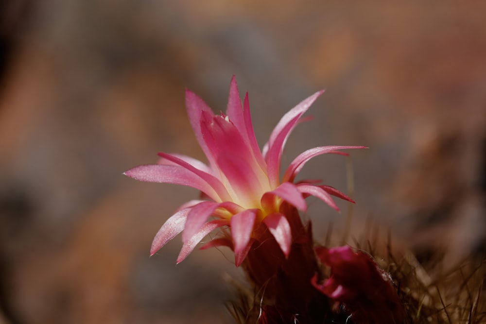 a close up of a flower