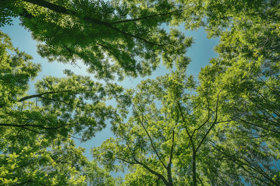 Green summer trees under a blue sky