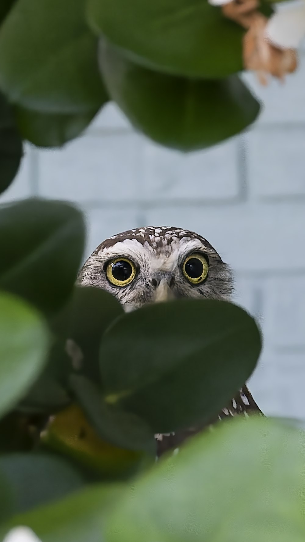 Un pequeño búho en una hoja