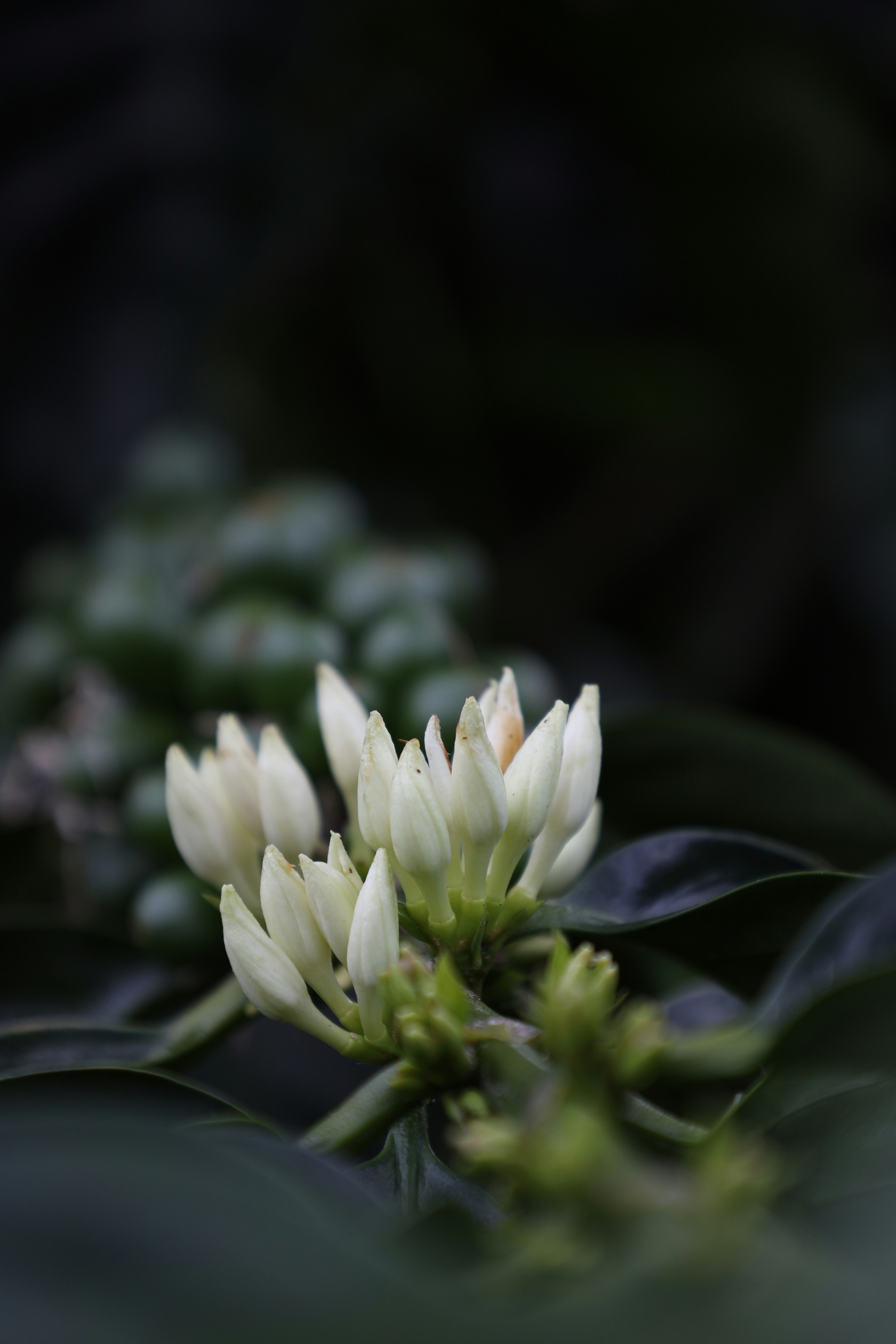 a close up of a flower
