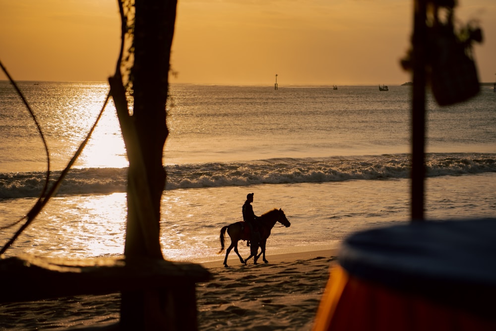 a couple of dogs walk on the beach