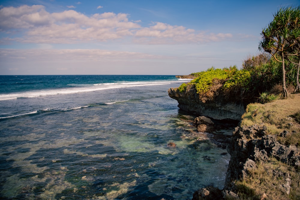 a rocky beach with a tree