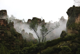 a foggy valley with trees and rocks