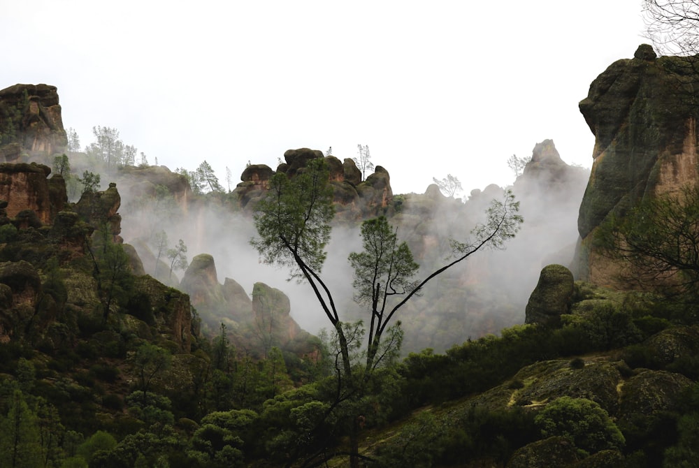 a foggy valley with trees and rocks