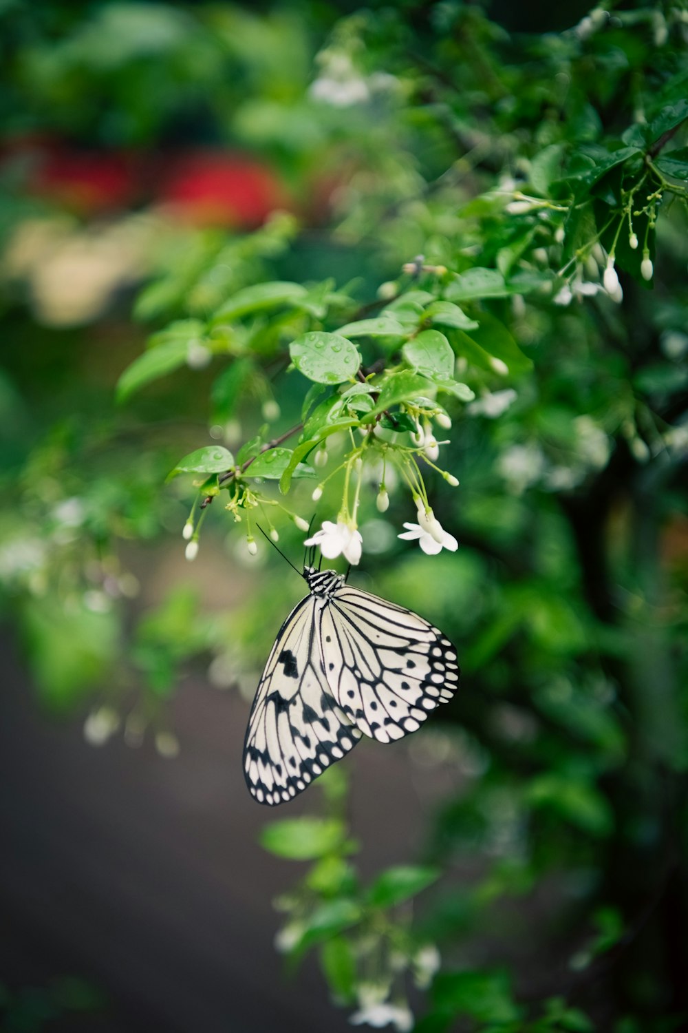 a butterfly on a flower