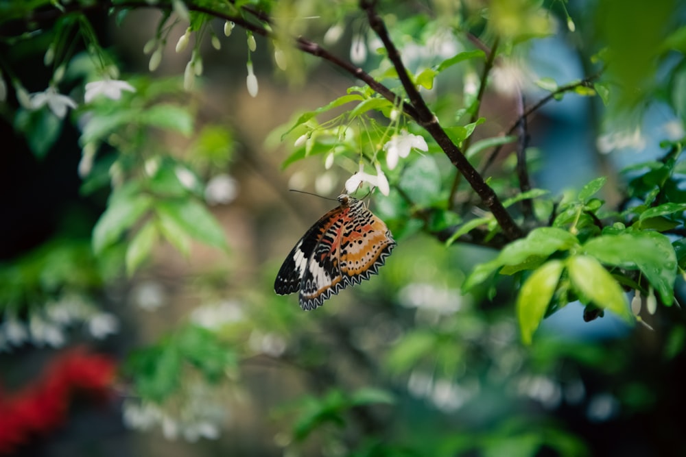 a butterfly on a branch