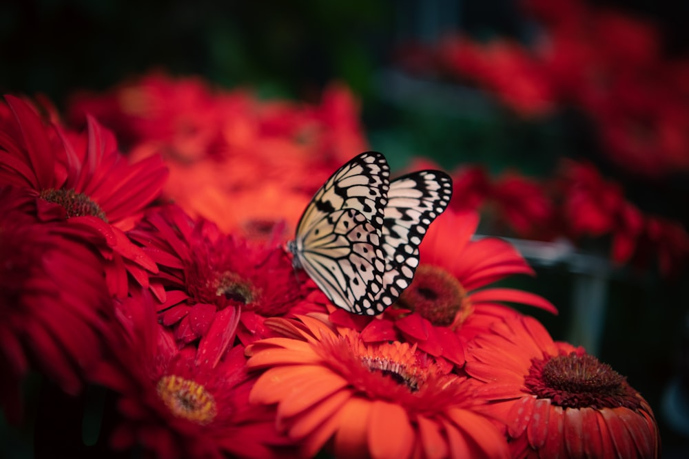 a butterfly on a flower