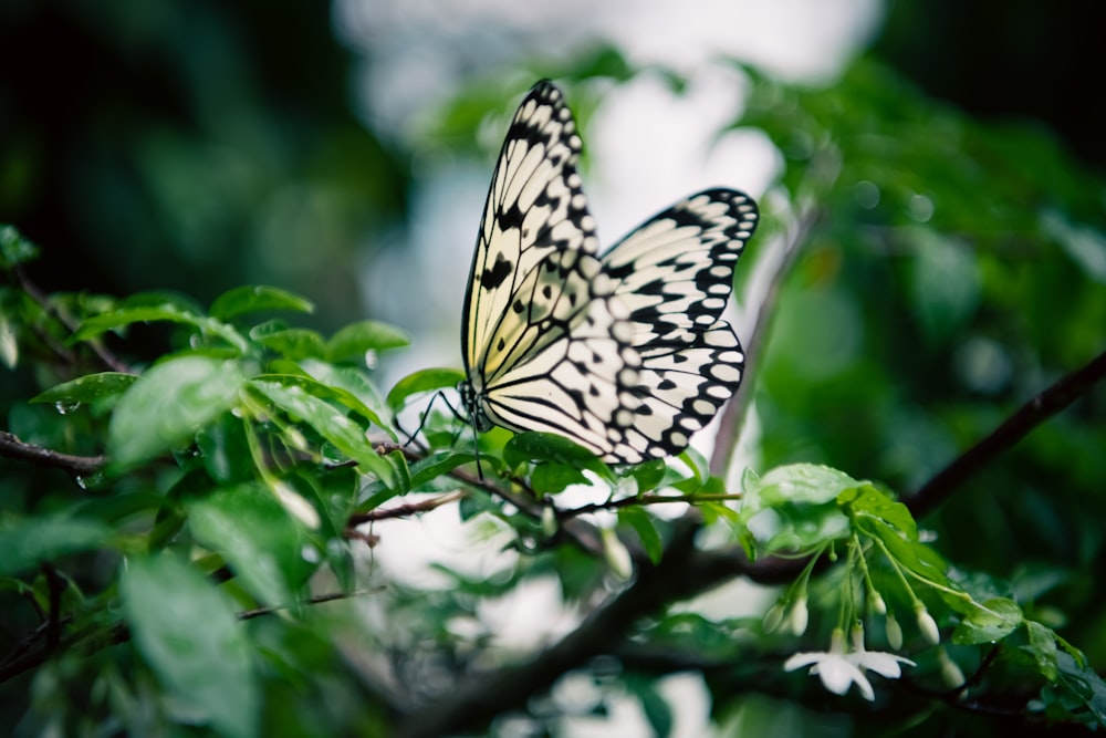 a butterfly on a plant