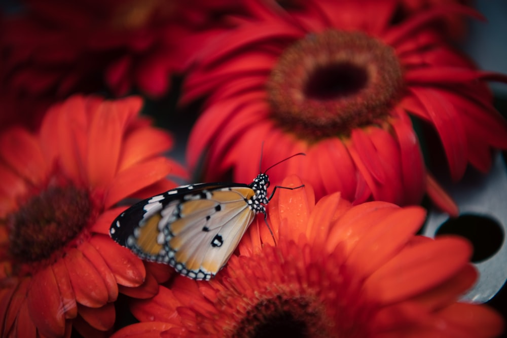 a butterfly on a flower