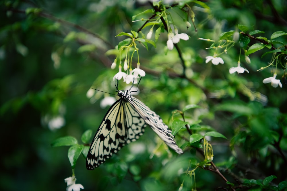 a butterfly on a flower