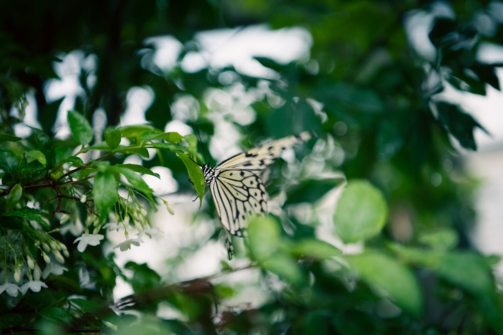 a butterfly on a leaf