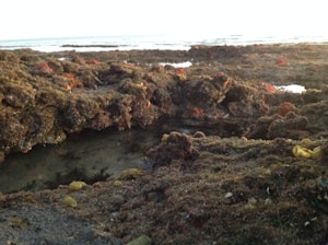 A rocky shoreline covered with seaweed and algae, featuring small tide pools. The ocean is visible in the distance under a bright sky. The rocks have colorful corals or sea plants embedded, with various shades of brown and green.