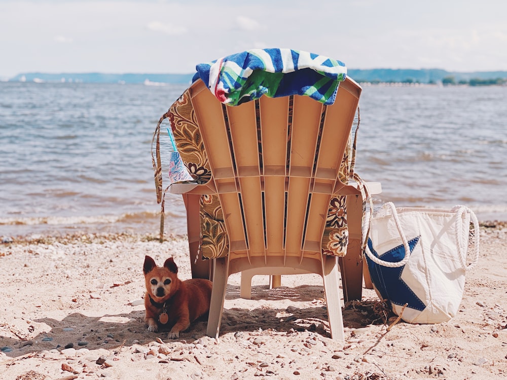 a dog sitting next to a chair on a beach