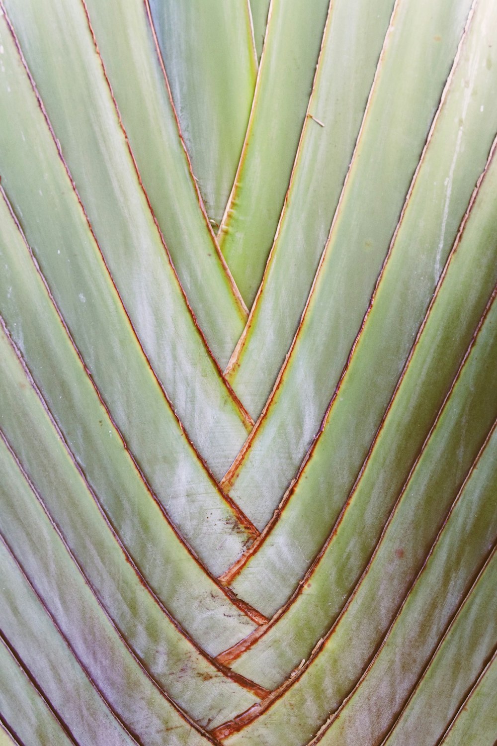 a close up of a plant