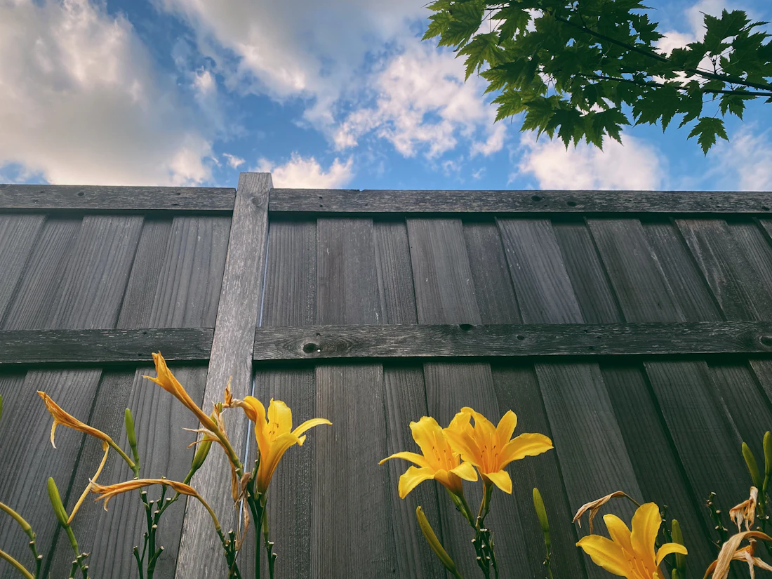 Board fence with yellow daylilies in front