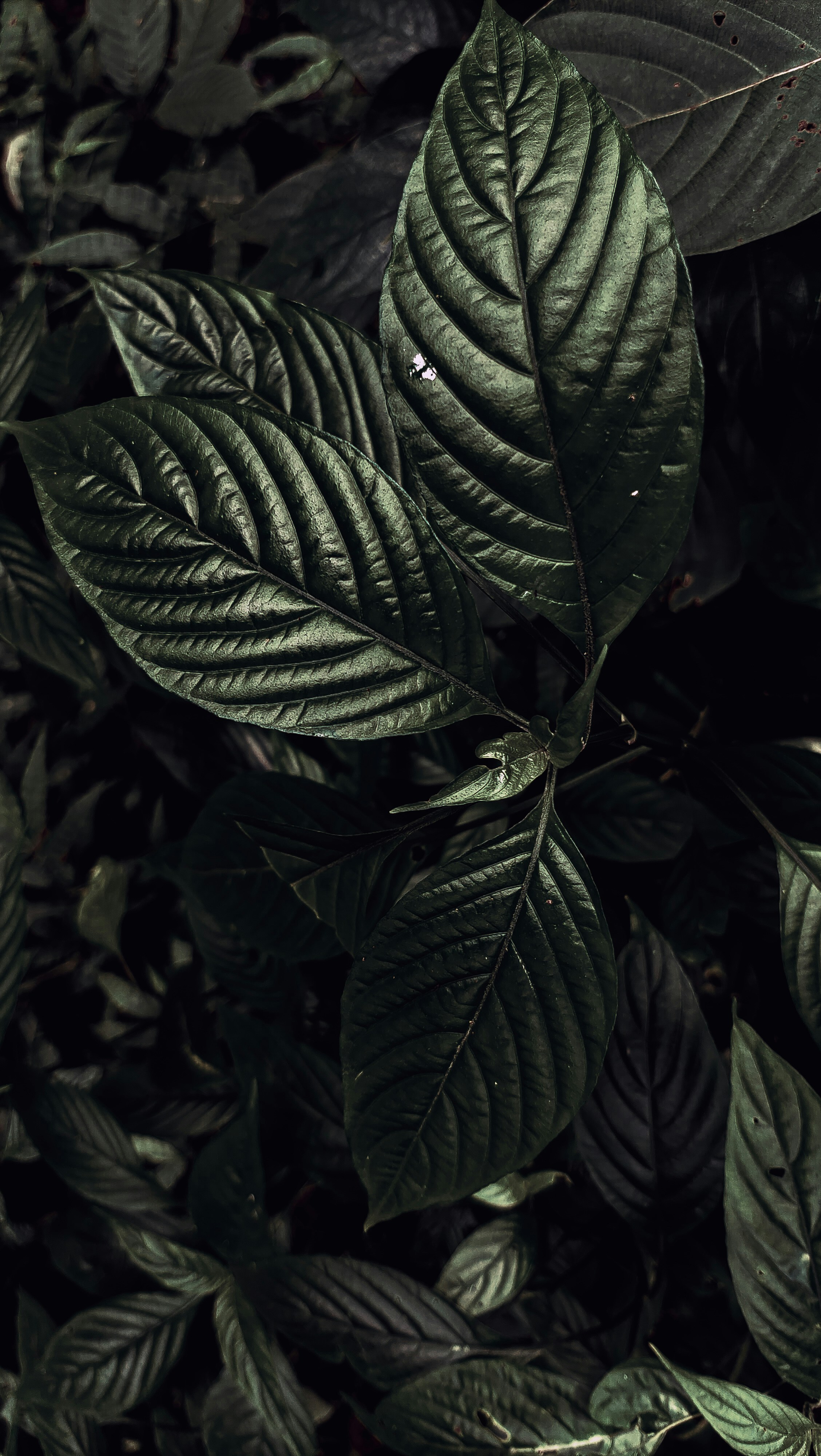 Photo by abhishekk50