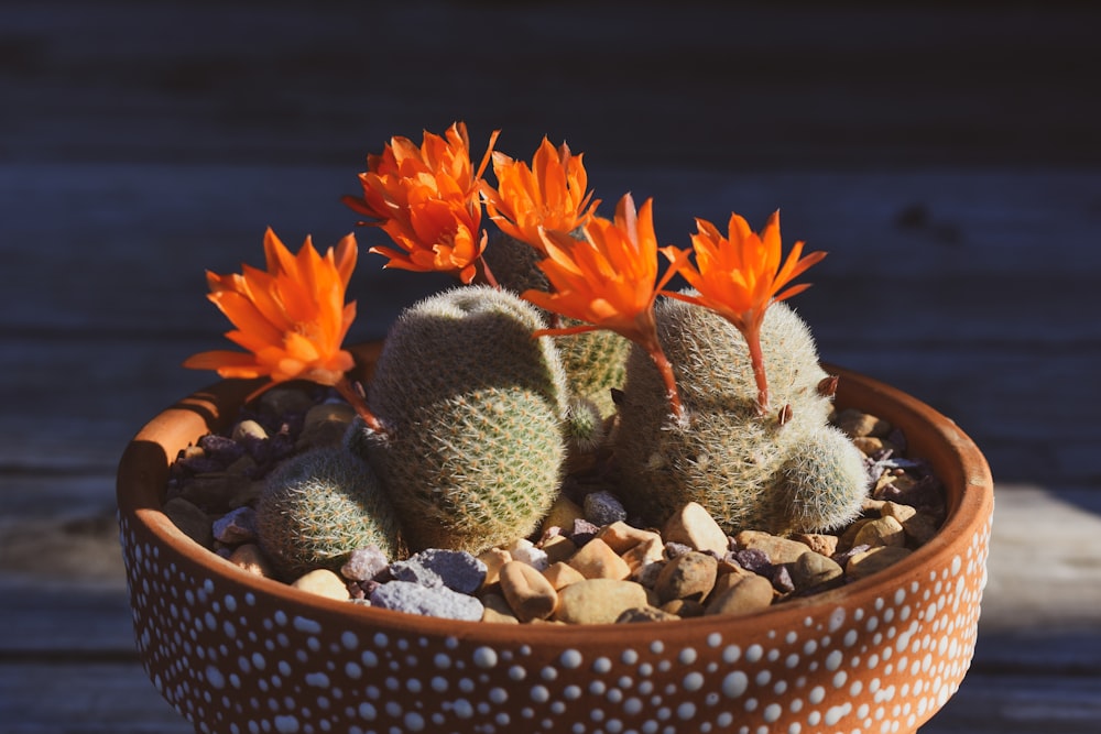 a cactus with orange flowers