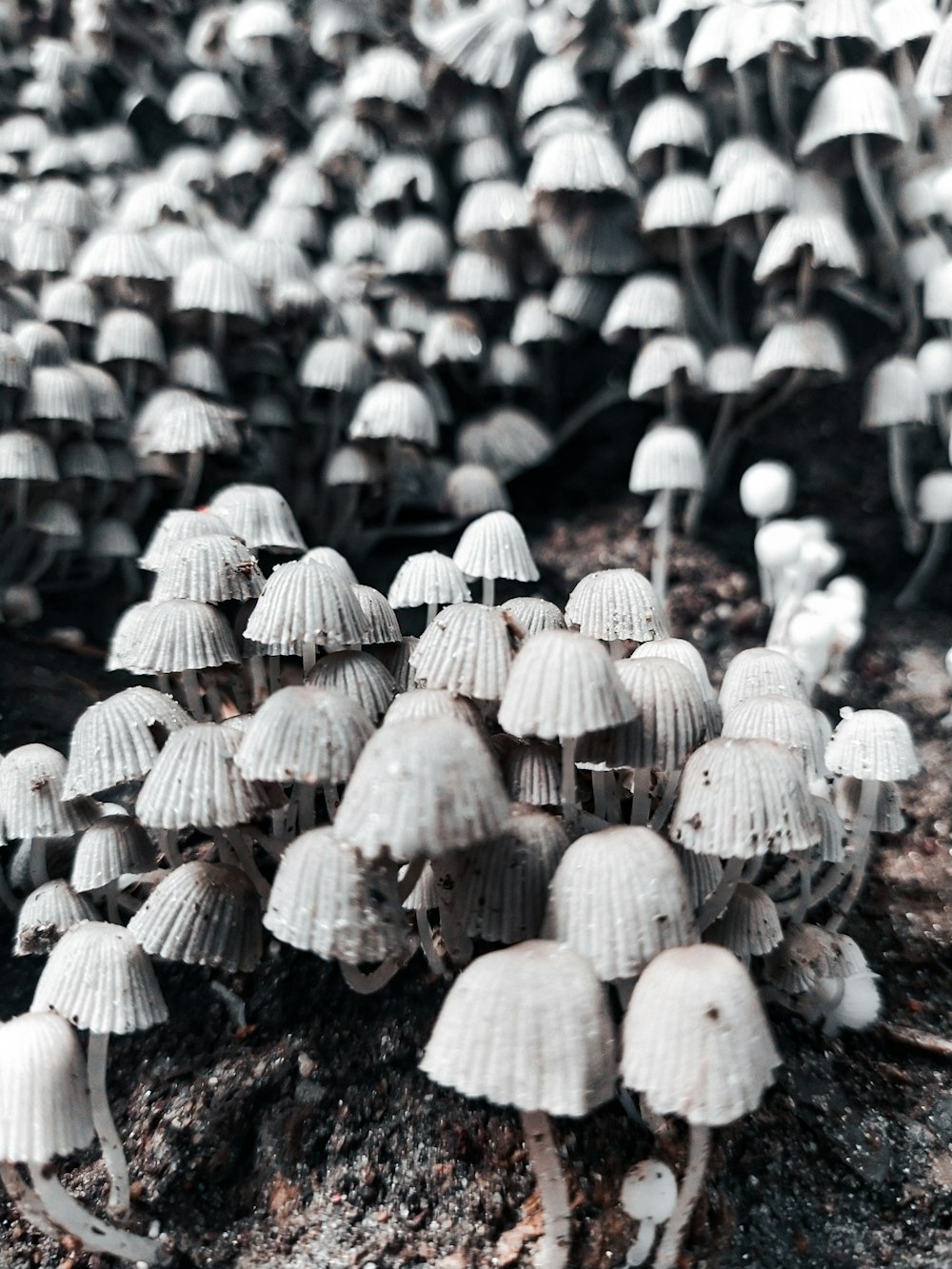 a group of mushrooms