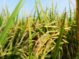a field of wheat