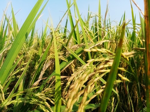 a field of wheat