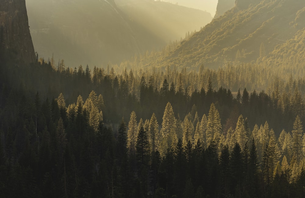 a forest of trees in a valley