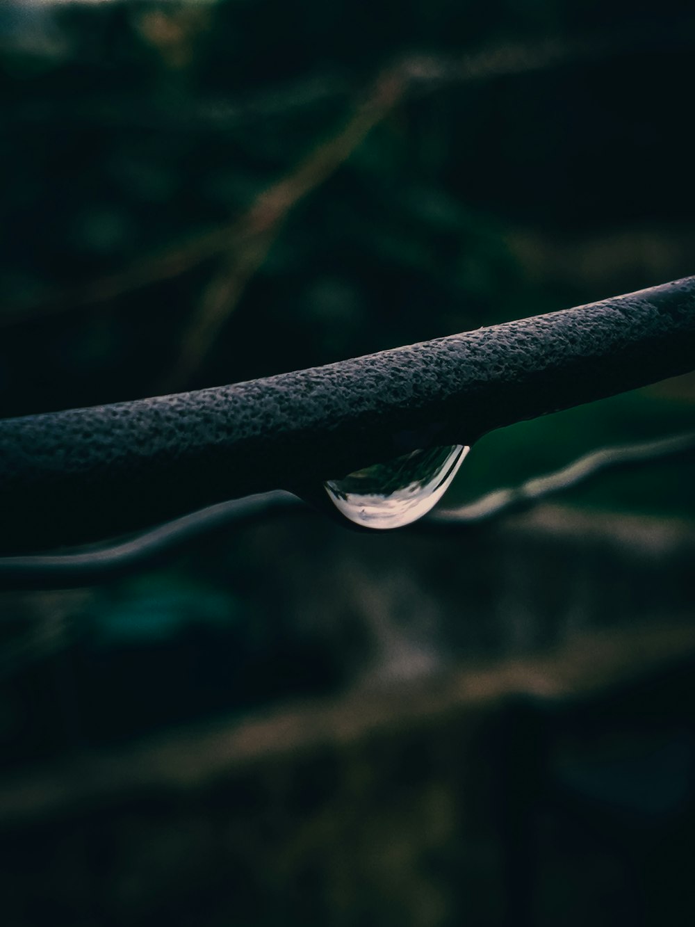 a drop of water on a branch