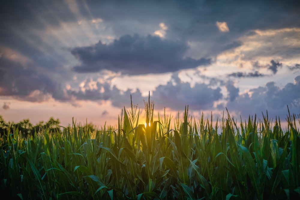 Un campo di piante verdi