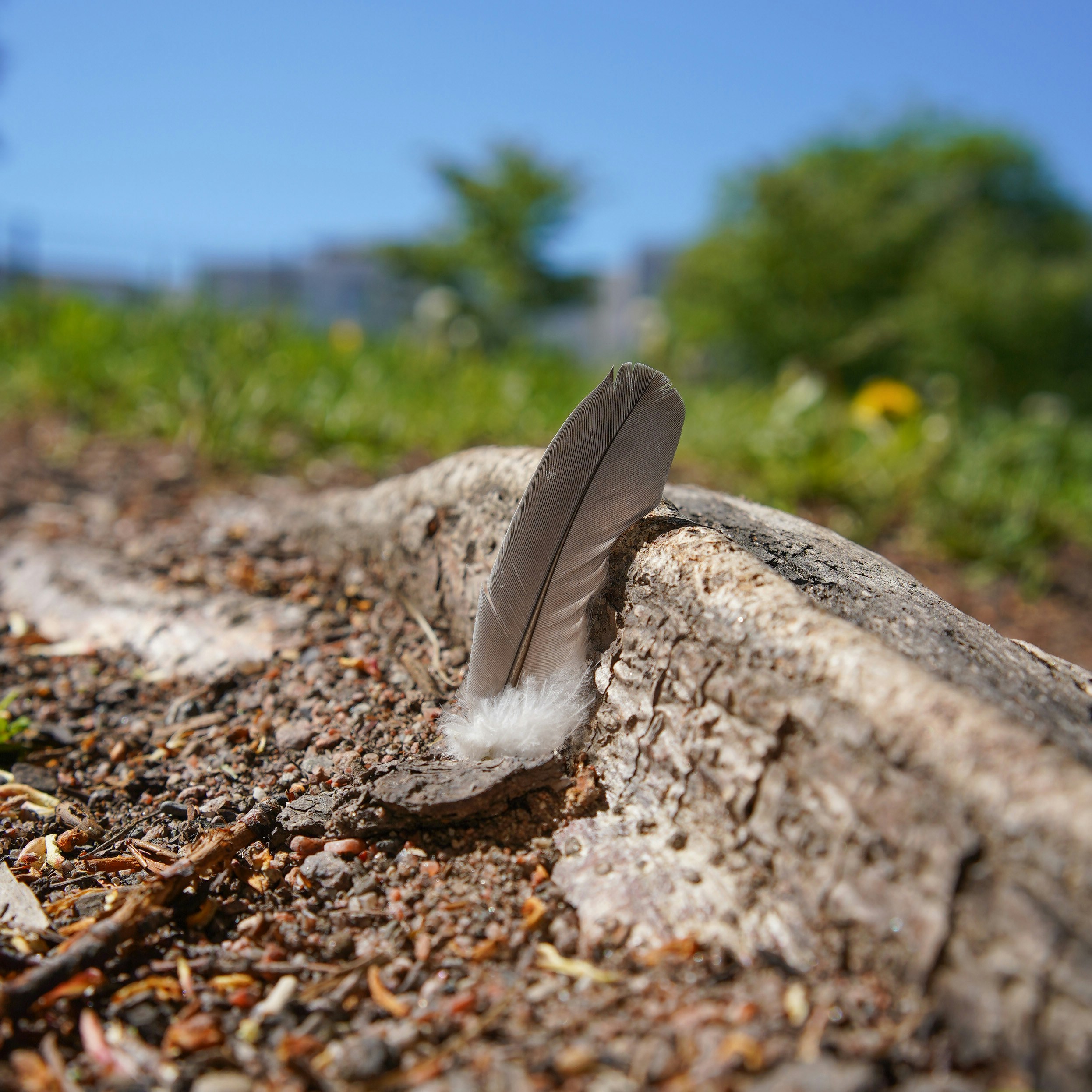 North Desoto Dirt Works