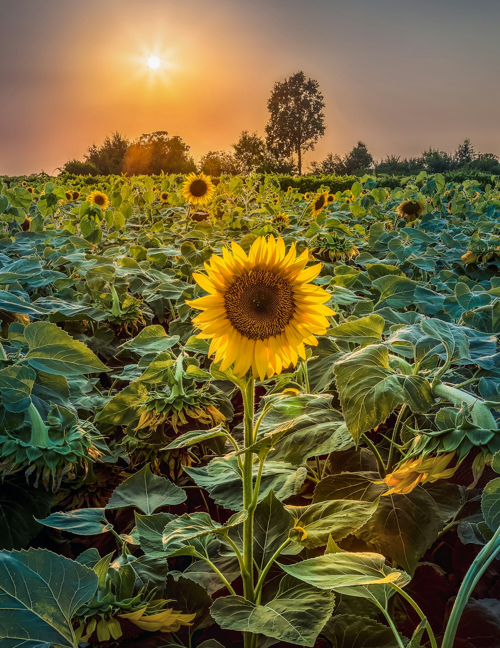 a sunflower in a field