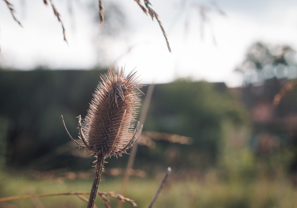 a close up of a dandelion