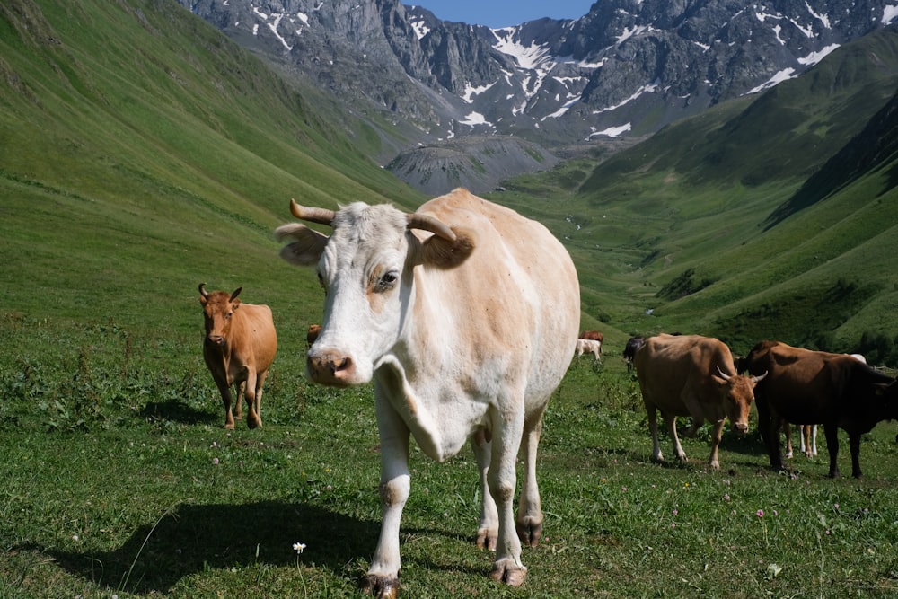 a group of cows in a meadow