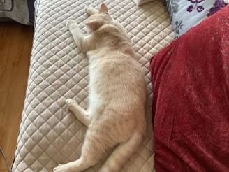 A serene indoor scene featuring a clean and cozy cat litter area with a happy cat lounging nearby.