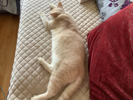 A warm, minimalist illustration of a calico cat mascot curling up next to cozy cat toys and accessories on a cream background.