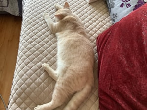 Cama acolchada para mascotas