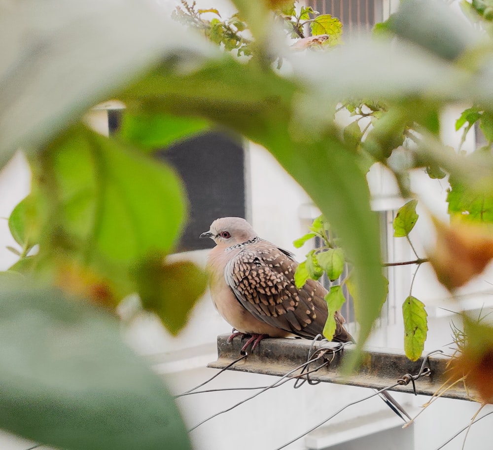 a bird sitting on a branch