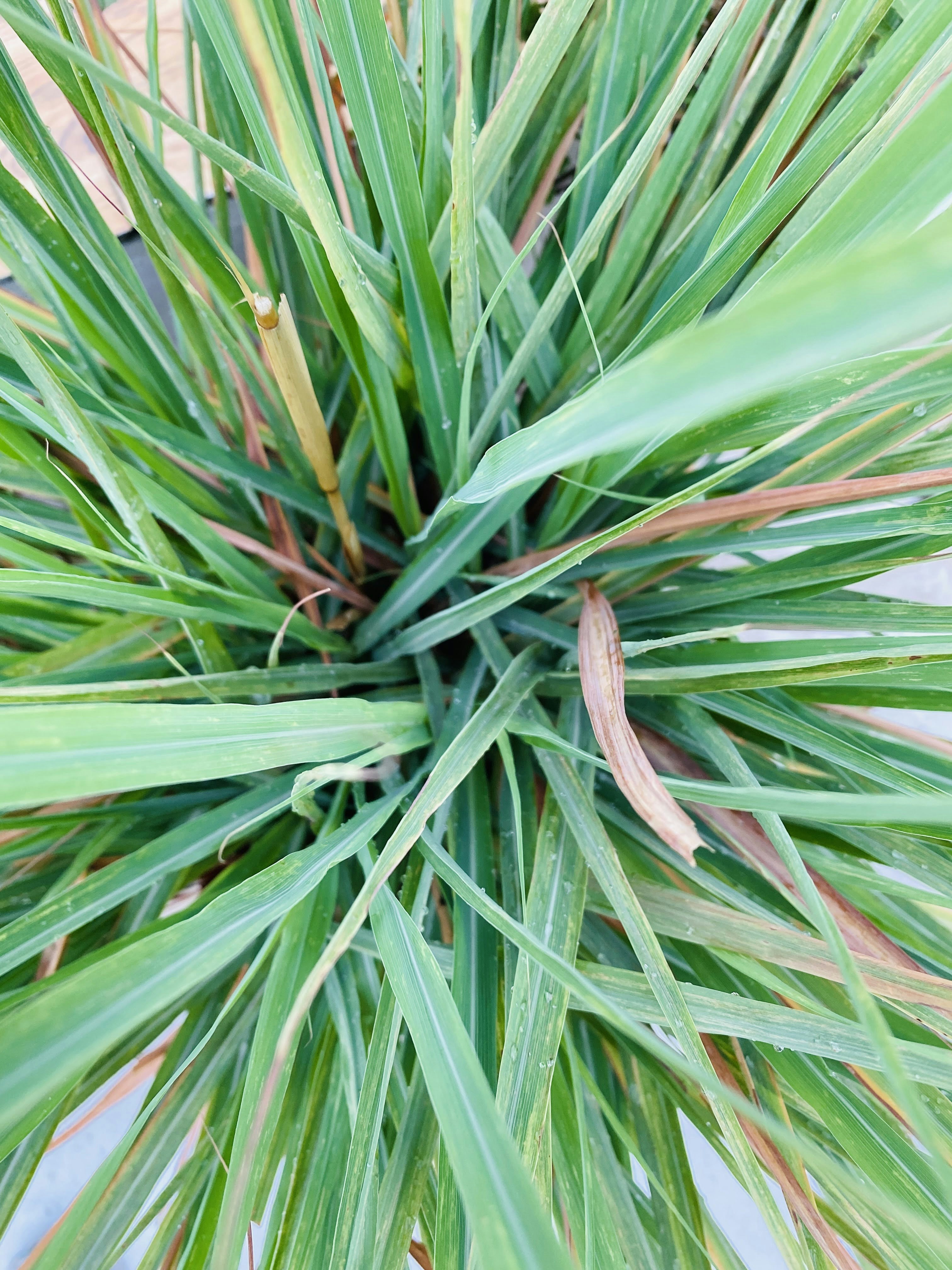 Photo by naturebyneha