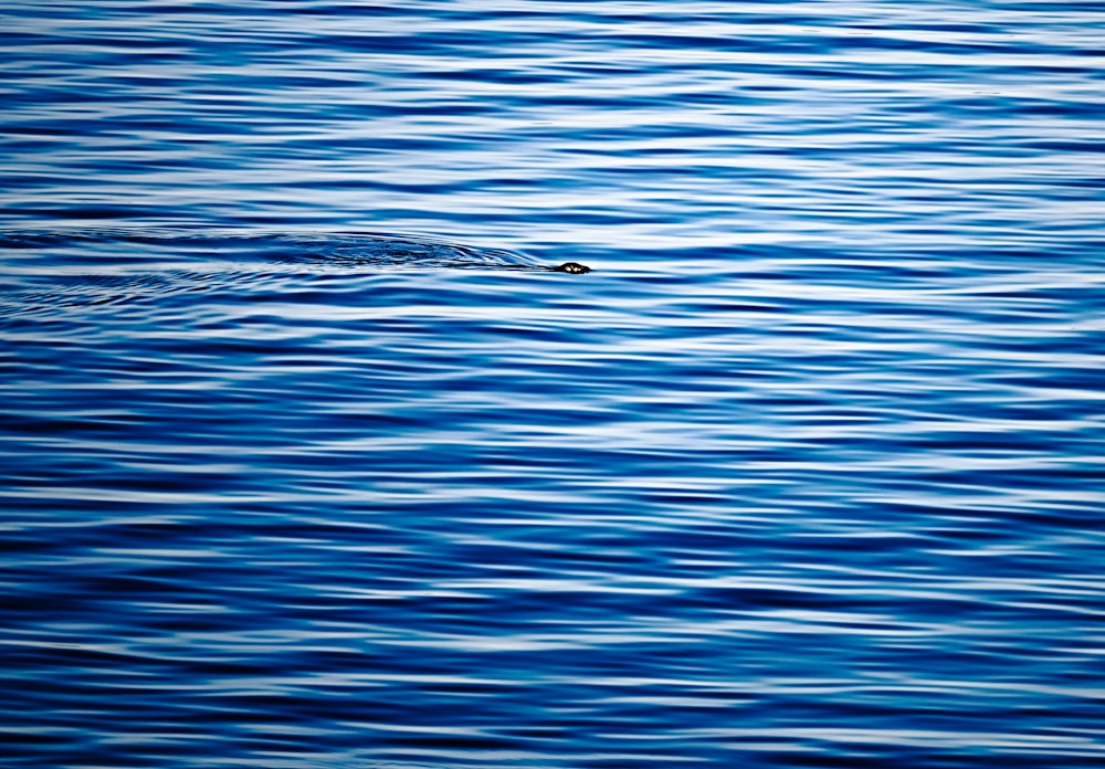 a whale swimming in the water