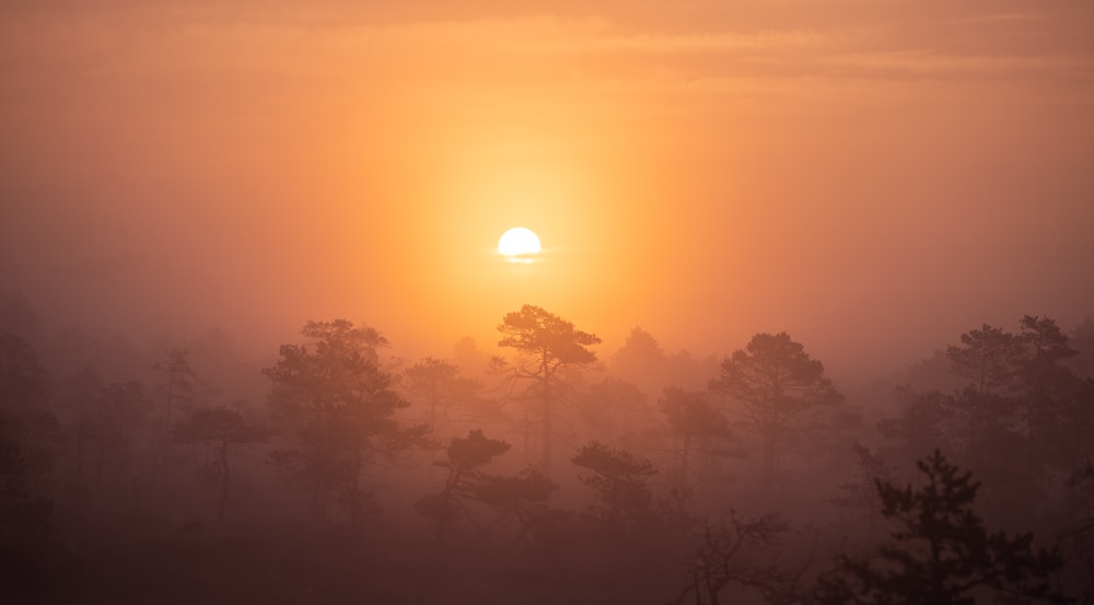 a sunset over trees