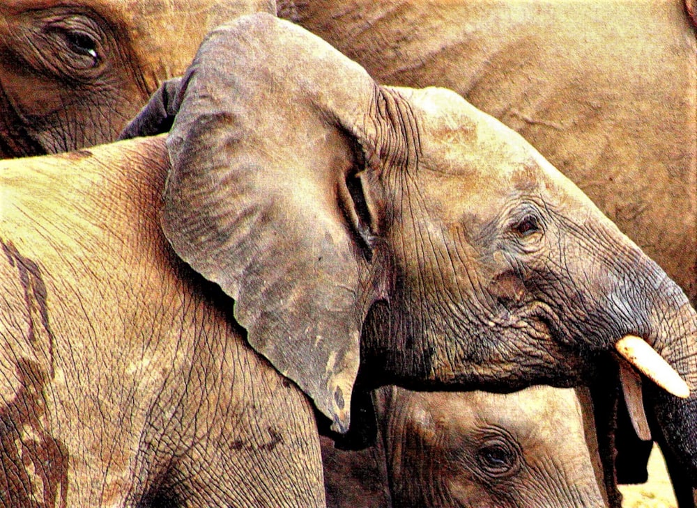 a group of elephants stand near each other