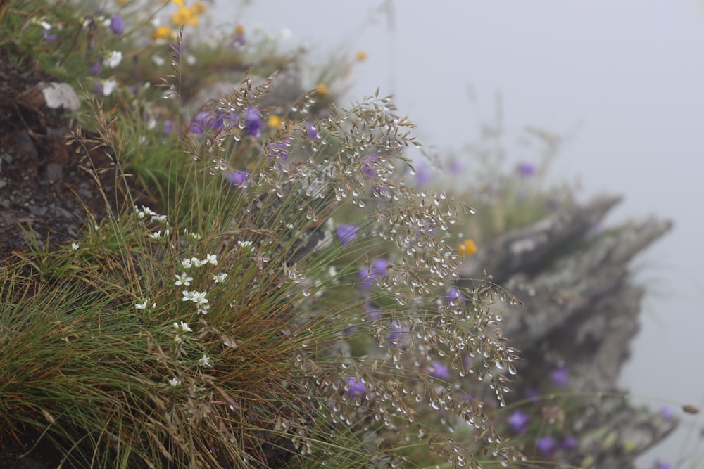 a close-up of some flowers